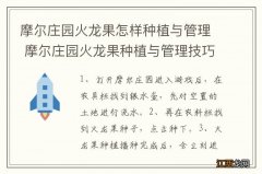 摩尔庄园火龙果怎样种植与管理 摩尔庄园火龙果种植与管理技巧