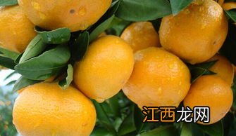 柑橘算经济作物吗 柑橘的作物类型