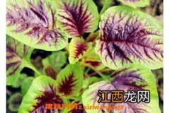 野苋菜根的功效与作用 野苋菜根的好处是什么