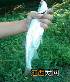 海竿串钩挂几条泥鳅钓翘嘴 用海竿串钩钓鱼的注意事项有哪些