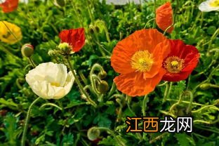 虞美人种子怎么种植 虞美人种子的种植方法是什么?