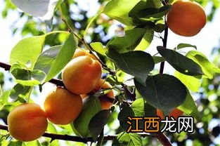 杏子成熟的季节 杏子有什么功效