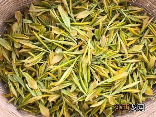 黄金茶怎么管理