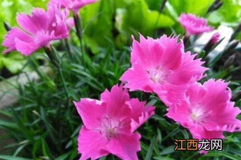 欧石竹的种子繁殖方法