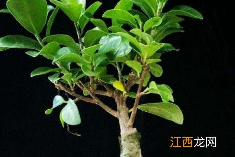 人参榕树盆景怎么造型