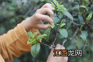 摘茶叶怎么摘 摘哪里