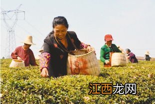 怎么摘茶叶摘的快