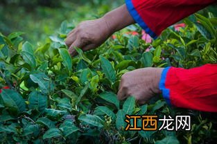 怎么摘茶叶摘的快