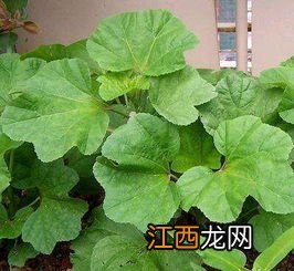 冬苋菜有什么食用功效