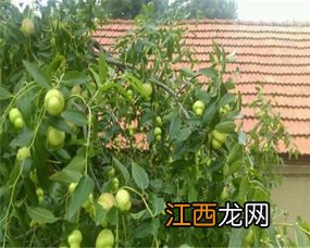 枣树开花不结果的原因