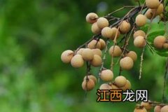 龙眼种植技术与管理