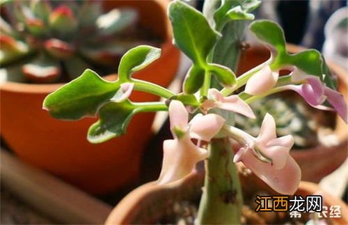 蓝莓树的养殖方法和注意事项