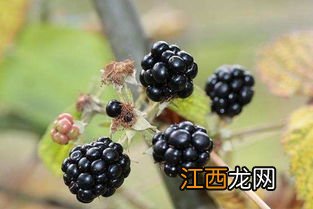 黑莓种植技术和管理