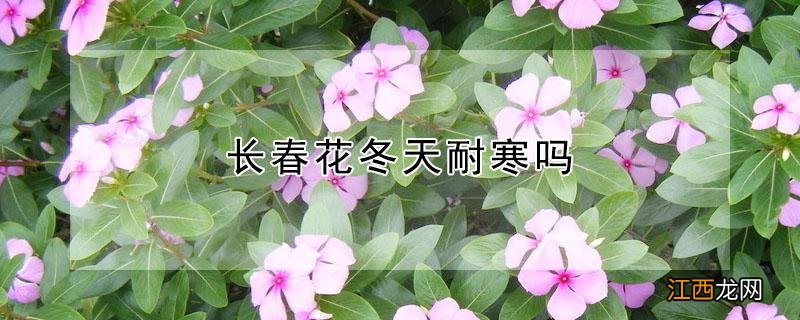 长春花冬天耐寒吗