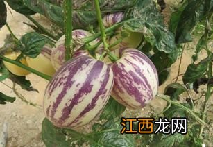 人参果红蜘蛛防治方法