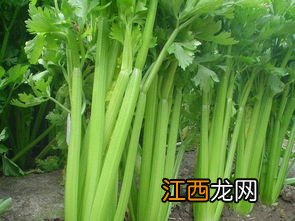 芹菜怎么出水