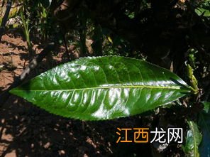 乔木古树茶怎么样