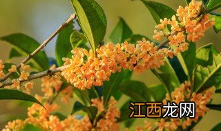 中秋节吃桂花吗，中秋节吃桂花糕吗