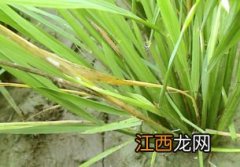 水稻死穗是什么原因