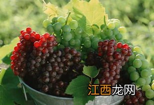 葡萄浇茶叶汁水怎么