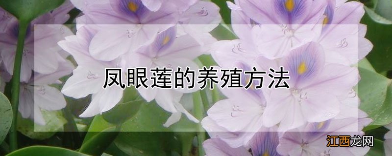 凤眼莲的养殖方法