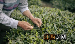 白露茶适合什么季节喝 白露茶是哪个季节的