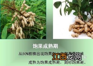 花生特点有哪些特点