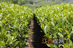 龙井新茶树怎么样