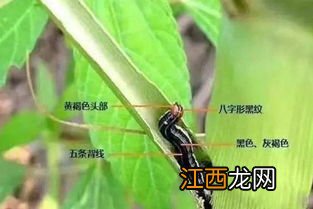 防治水稻粘虫的特效药