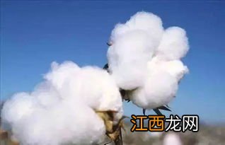 棉花纺织属于什么行业