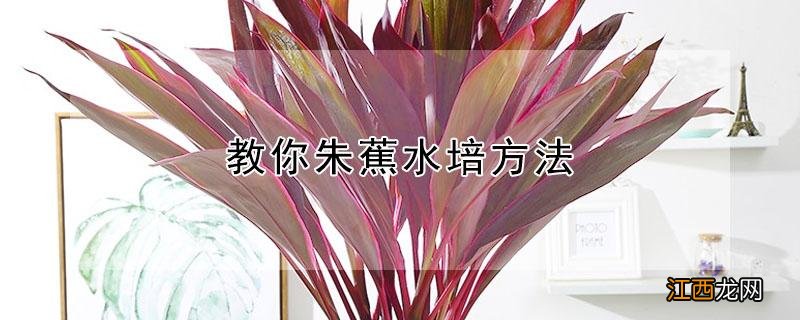 教你朱蕉水培方法