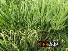 小麦除草剂打了多久下雨不影响效果