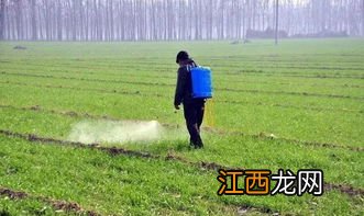 小麦除草剂打了多久下雨不影响效果