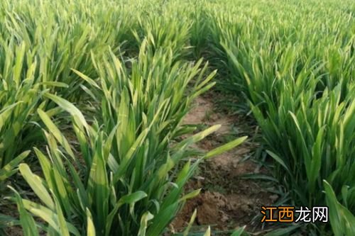 小麦除草剂打了多久下雨不影响效果