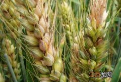 小麦呕吐毒素与什么有关系