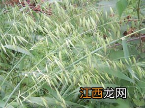 小麦野麦子什么时候打药