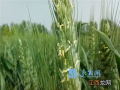 小麦开花时间多长