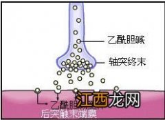 有机磷中毒的机制