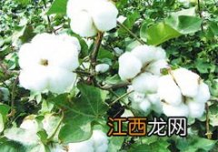 棉花靠什么传播种子