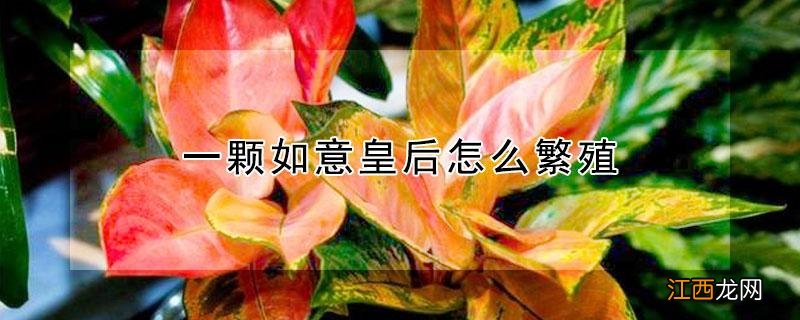 一颗如意皇后怎么繁殖