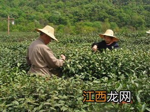 杭州茶场的茶怎么样