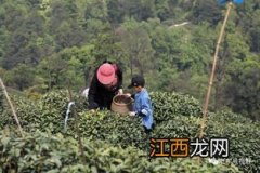 杭州茶场的茶怎么样