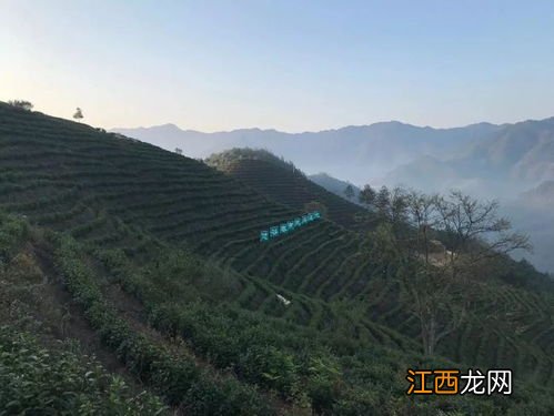 杭州茶场的茶怎么样