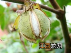 棉花为什么比盐重