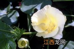 棉花开花吗