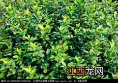 茶树螨虫用什么药治