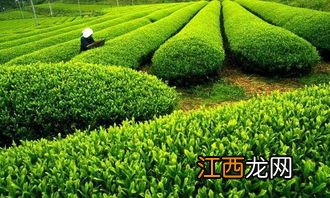 茶叶是怎么收获的