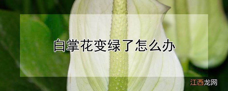 白掌花变绿了怎么办