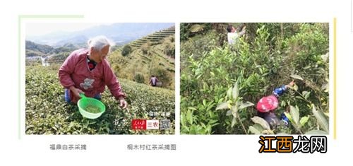 采茶工资怎么样