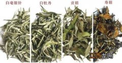 白茶品种怎么分辨